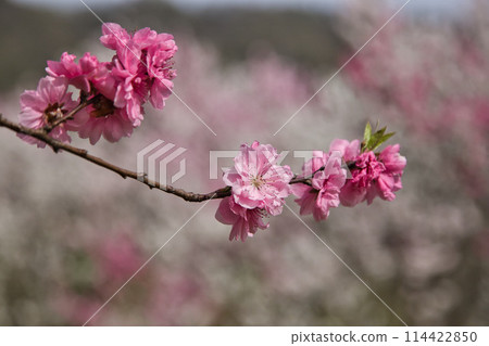勝原站,盛開的花桃村 勝原站,盛開的花桃村 114422850