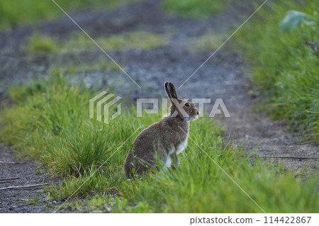 傍晚時分,蝦夷雪兔來到河床草原。 傍晚時分,蝦夷雪兔來到河床草原。 114422867