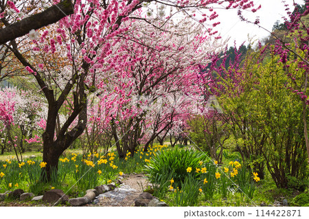 勝原站，盛開的花桃村 114422871