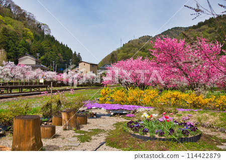 Katsuhara Station, the village of Hanamomo in full bloom Katsuhara Station, the village of Hanamomo in full bloom 114422879