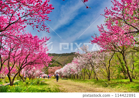勝原站,盛開的花桃村 勝原站,盛開的花桃村 114422891