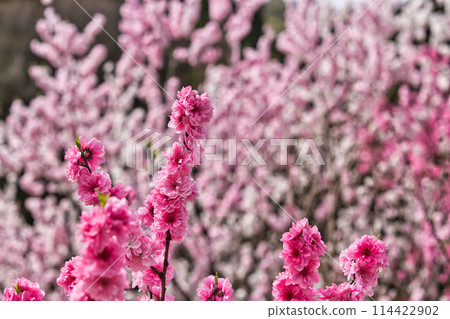 Katsuhara Station, the village of Hanamomo in full bloom 114422902