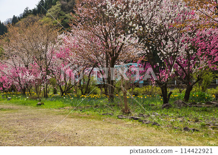 Katsuhara Station, the village of Hanamomo in full bloom Katsuhara Station, the village of Hanamomo in full bloom 114422921