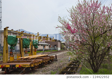 Katsuhara Station, the village of Hanamomo in full bloom Katsuhara Station, the village of Hanamomo in full bloom 114422932