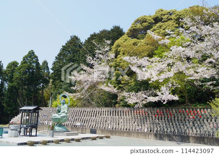 Mizuko Jizo and Mizuko Jizo statues watched over by cherry blossoms Mizuko Jizo and Mizuko Jizo statues watched over by cherry blossoms 114423097