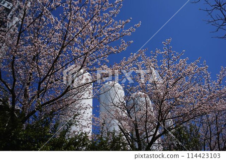 東田第一高爐和櫻花簾 114423103