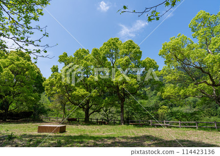 <Fukuoka Prefecture> Aburayama Citizens' Forest - Fresh Greenery 114423136