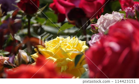 Yellow rose 114423151