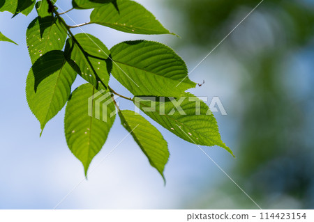 <Fukuoka Prefecture> Aburayama Citizens' Forest - Fresh Greenery <Fukuoka Prefecture> Aburayama Citizens' Forest - Fresh Greenery 114423154