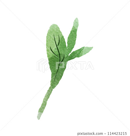 簡單的綠葉水彩插圖 簡單的綠葉水彩插圖 114423215