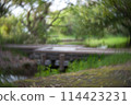 Bridge over the wetlands 114423231