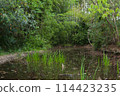Swamp of the Wetlands 114423235