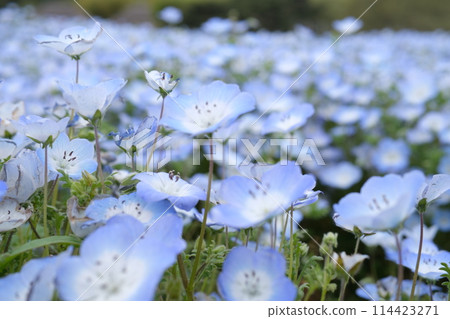 Nemophila photographed at Hitachi Seaside Park 114423271