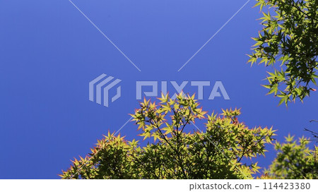 Maple sprouts Maple sprouts 114423380