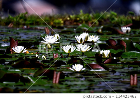 White water lily flower White water lily flower 114423462