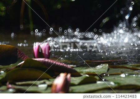 Water lily flowers Water lily flowers 114423483
