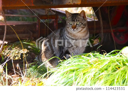 A stray cat sits under heavy machinery in a wooded area and stares out A stray cat sits under heavy machinery in a wooded area and stares out 114423531