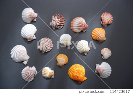 White shells on a grey background White shells on a grey background 114423617