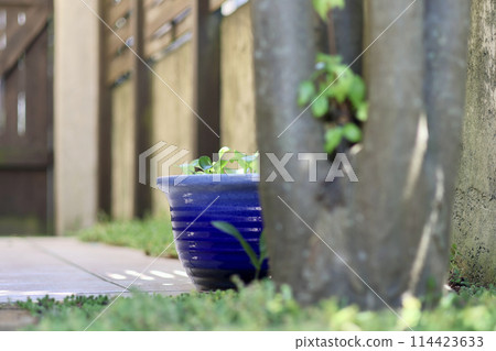 A cool courtyard with rows of water lily pots. A Japanese summer scene. Enjoying the cool air. A seasonal summer tradition. A refined fusion of Japanese and Western gardens. A cool courtyard with rows of water lily pots. A Japanese summer scene. Enjoying the cool air. A seasonal summer tradition. A refined fusion of Japanese and Western gardens. 114423633