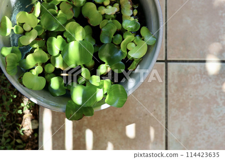 A cool courtyard with rows of water lily pots. A Japanese summer scene. Enjoying the cool air. A seasonal summer tradition. A refined fusion of Japanese and Western gardens. A cool courtyard with rows of water lily pots. A Japanese summer scene. Enjoying the cool air. A seasonal summer tradition. A refined fusion of Japanese and Western gardens. 114423635