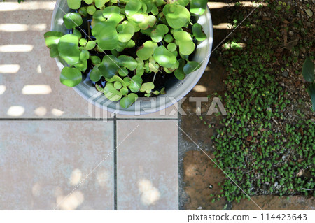 A cool courtyard with rows of water lily pots. A Japanese summer scene. Enjoying the cool air. A seasonal summer tradition. A refined fusion of Japanese and Western gardens. A cool courtyard with rows of water lily pots. A Japanese summer scene. Enjoying the cool air. A seasonal summer tradition. A refined fusion of Japanese and Western gardens. 114423643