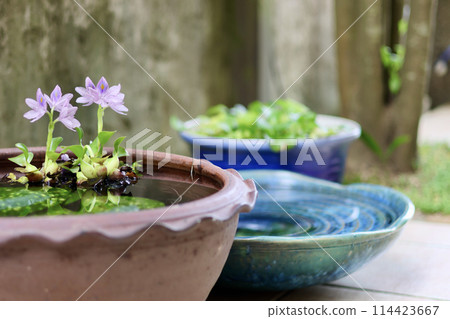 A cool courtyard with rows of water lily pots. A Japanese summer scene. Enjoying the cool air. A seasonal summer tradition. A refined fusion of Japanese and Western gardens. 114423667