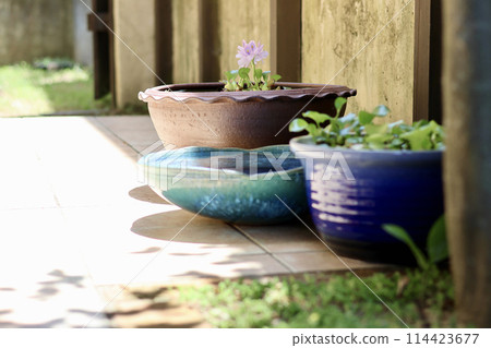 A cool courtyard with rows of water lily pots. A Japanese summer scene. Enjoying the cool air. A seasonal summer tradition. A refined fusion of Japanese and Western gardens. 114423677