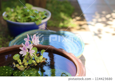A cool courtyard with rows of water lily pots. A Japanese summer scene. Enjoying the cool air. A seasonal summer tradition. A refined fusion of Japanese and Western gardens. 114423680