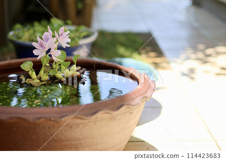 清涼的庭院裡擺滿了睡蓮盆，日本的夏日景象，涼爽的微風，夏日的傳統，日西園林的優雅融合 114423683