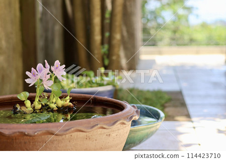 A cool courtyard with rows of water lily pots. A Japanese summer scene. Enjoying the cool air. A seasonal summer tradition. A refined fusion of Japanese and Western gardens. 114423710