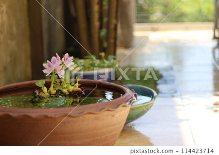 A cool courtyard with rows of water lily pots. A Japanese summer scene. Enjoying the cool air. A seasonal summer tradition. A refined fusion of Japanese and Western gardens. A cool courtyard with rows of water lily pots. A Japanese summer scene. Enjoying the cool air. A seasonal summer tradition. A refined fusion of Japanese and Western gardens. 114423714