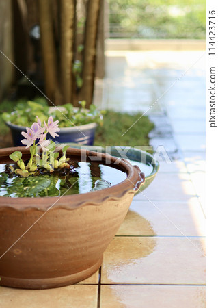 A cool courtyard with rows of water lily pots. A Japanese summer scene. Enjoying the cool air. A seasonal summer tradition. A refined fusion of Japanese and Western gardens. 114423716