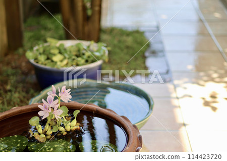 A cool courtyard with rows of water lily pots. A Japanese summer scene. Enjoying the cool air. A seasonal summer tradition. A refined fusion of Japanese and Western gardens. 114423720