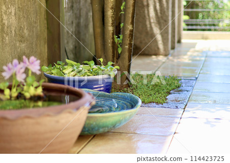 A cool courtyard with rows of water lily pots. A Japanese summer scene. Enjoying the cool air. A seasonal summer tradition. A refined fusion of Japanese and Western gardens. 114423725