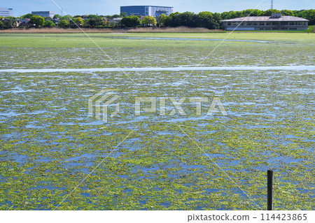 Yatsu tidal flat (Narashino City, Chiba Prefecture) 114423865