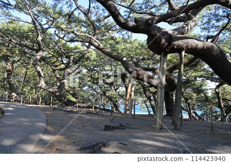 Miho no Matsubara Pine Forest, Shimizu Ward, Shizuoka City, Shizuoka Prefecture Miho no Matsubara Pine Forest, Shimizu Ward, Shizuoka City, Shizuoka Prefecture 114423940