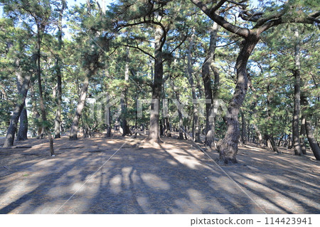Miho no Matsubara, one of Japan's three great pine groves, Shizuoka Prefecture Miho no Matsubara, one of Japan's three great pine groves, Shizuoka Prefecture 114423941