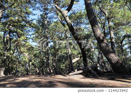 三保松原松林 世界文化遺產 三保松原松林 世界文化遺產 114423942