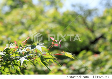 Irihomomiji種子 Irihomomiji種子 114423947