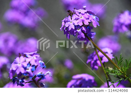 Himebiyozakura（公主美女櫻桃） 114424098