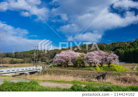 春村風光足柄里山 114424102