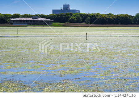 Yatsu tidal flat (Narashino City, Chiba Prefecture) 114424136