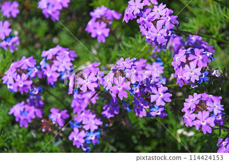 Himebiyozakura (Princess beauty woman cherry) Himebiyozakura (Princess beauty woman cherry) 114424153