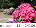 Red hydrangea 114424189