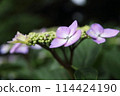 Purple hydrangea flowers blooming in the spring field 114424190