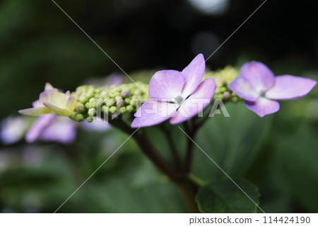 Purple hydrangea flowers blooming in the spring field Purple hydrangea flowers blooming in the spring field 114424190
