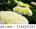 White hydrangea 114424191