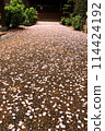 Stone pavement with scattered cherry blossom petals 114424192