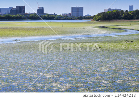 Yatsu tidal flat (Narashino City, Chiba Prefecture) Yatsu tidal flat (Narashino City, Chiba Prefecture) 114424218