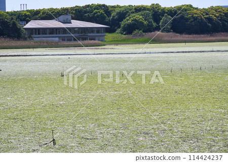 Yatsu tidal flat (Narashino City, Chiba Prefecture) 114424237